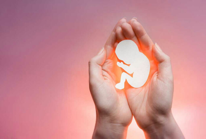 1285139242 Hands holding a paper-cut fetus silhouette.