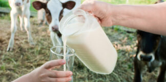 A hand pouring fresh milk into a glass held by a child, with cows in the background