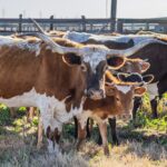 Texas Ranchers Brace For Brutal Outbreak