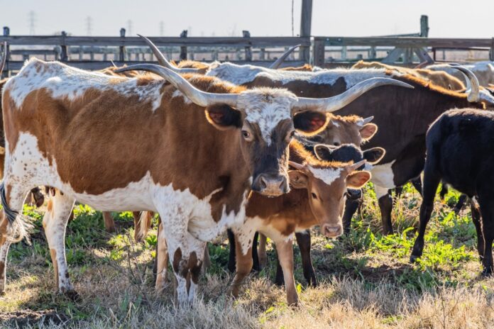 Yoakum,,Texas,,United,States.,Longhorn,Cattle,On,A,Texas,Ranch.