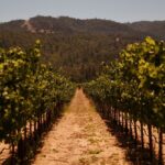 Napa Vineyards Squeezed — New Fees Sting Vineyard rows leading toward forested hills