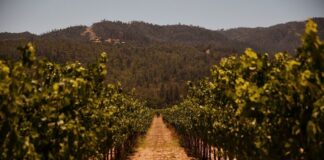 Vineyard rows leading toward forested hills