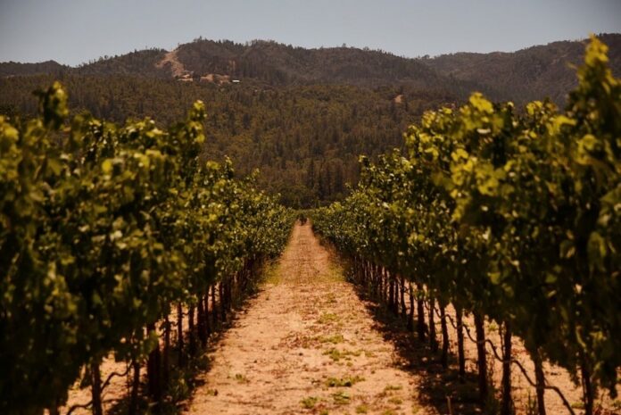A,Vineyard,In,Napa,Valley,,California Vineyard rows leading toward forested hills