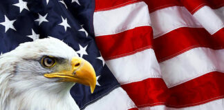 Bald eagle in front of the American flag.