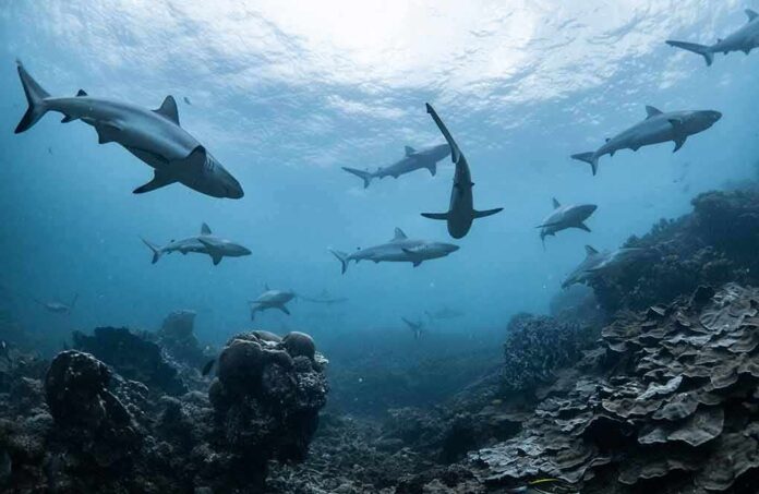 Sharks swimming above a coral reef